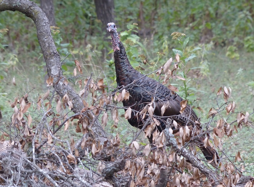 Handsome Rio Grande Turkey